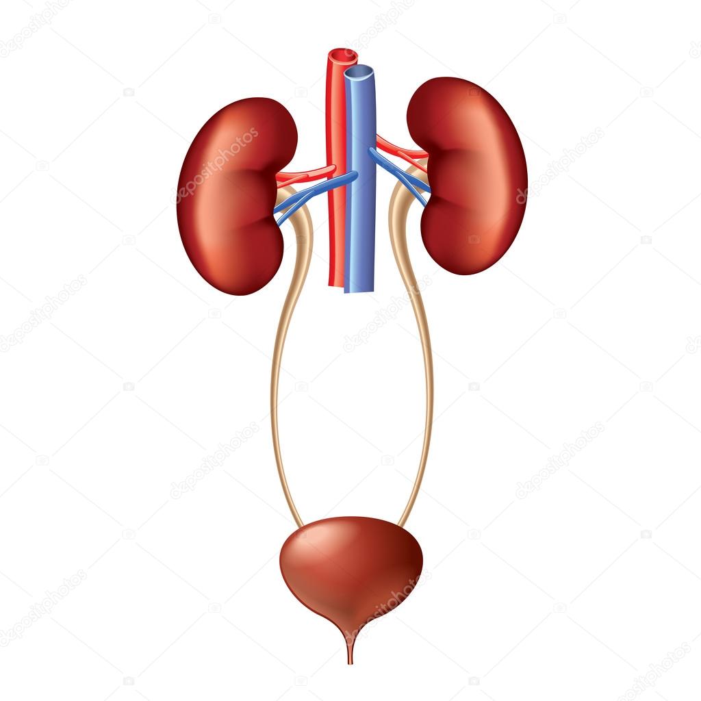 Urinary system anatomy isolated on white vector