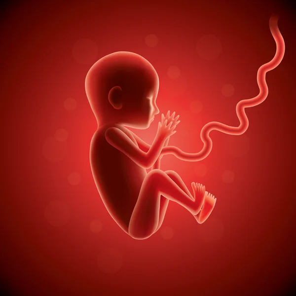 Foetus in de baarmoeder vector — Stockvector