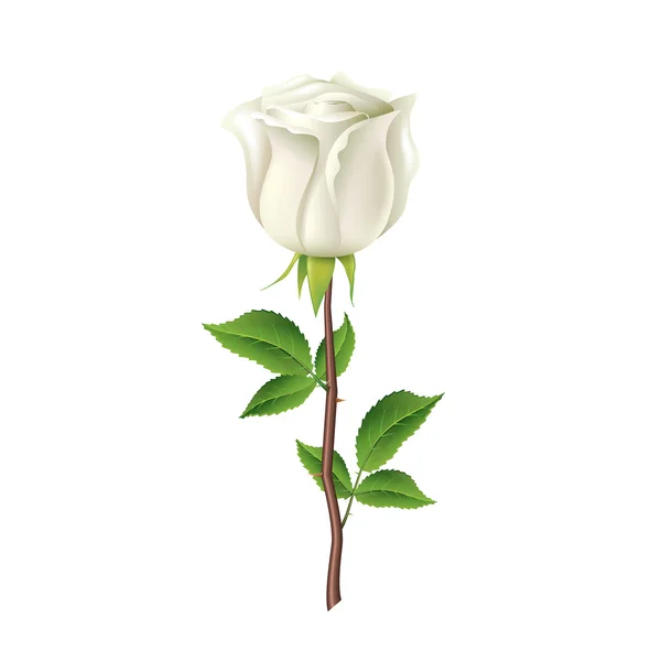 Rosa branca isolada em vetor branco —  Vetores de Stock