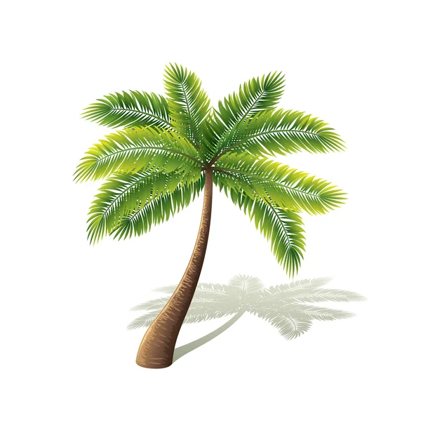 Palmera aislada en vector blanco — Vector de stock