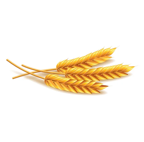 Пшеница изолирована на белый вектор — стоковый вектор