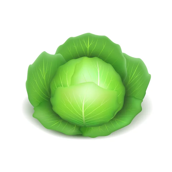 Cabbage isolated on white vector — Stock Vector