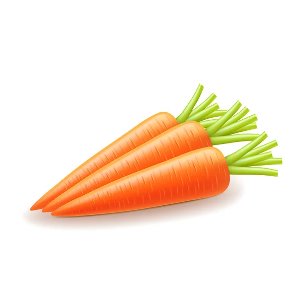 Zanahoria aislada en vector blanco — Vector de stock