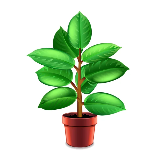 Ficus tree in pot isolated on white vector — Stock Vector