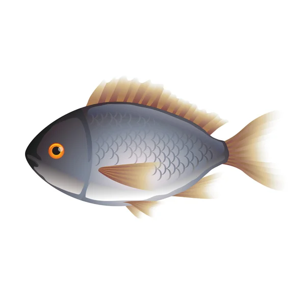 多拉达海岸鱼上白色矢量孤立 — 图库矢量图片