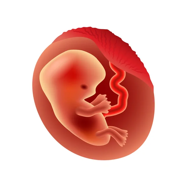 Secondo mese di gravidanza feto vettore isolato — Vettoriale Stock