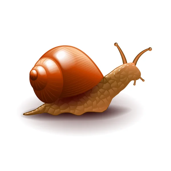 Snail isolated on white vector — Stock Vector