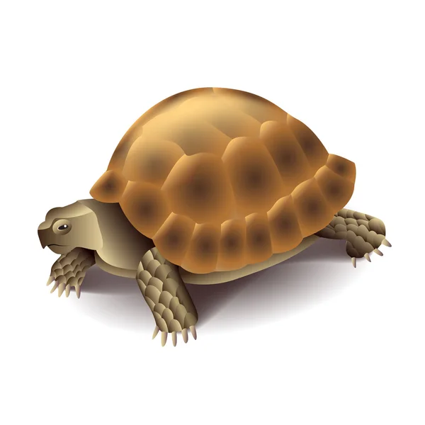 Schildkröte isoliert auf weißem Vektor — Stockvektor