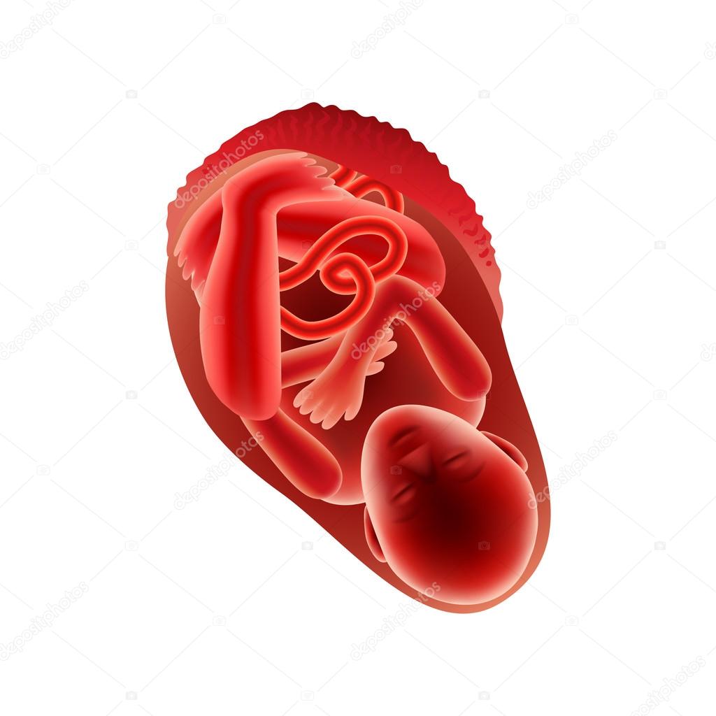Ninth month of pregnancy fetus isolated vector