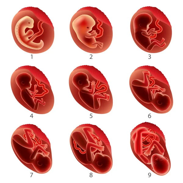 Набор векторных значков беременности человека — стоковый вектор