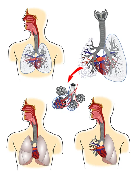 Respiratory system anatomy — Stock Vector