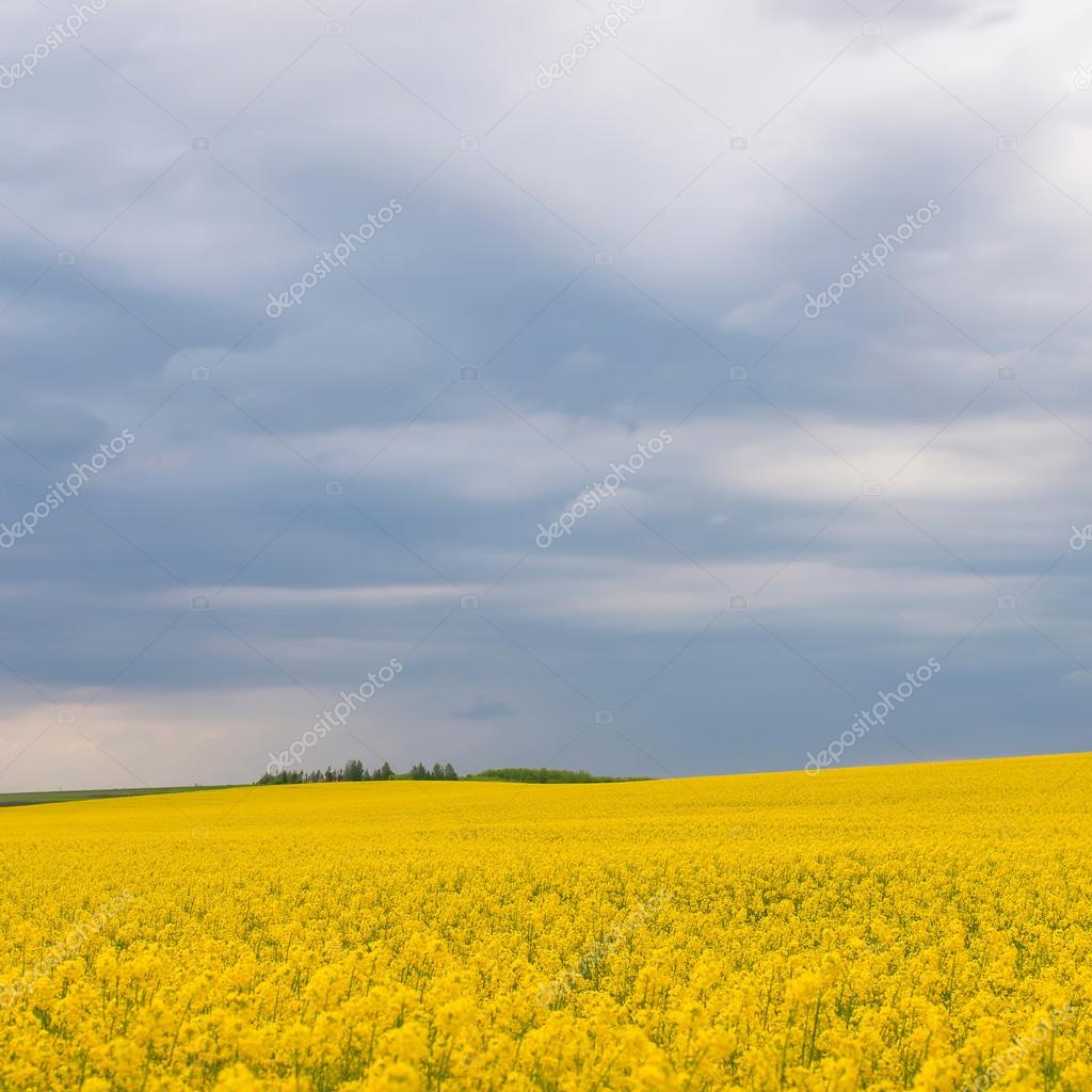 Гречиха Фото Как Цветет Поле