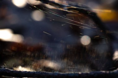 Örümcek ağı arka planı, arka plan örümcek ağı, soyut örümcek ağı, renkli örümcek ağı ve Bokeh, örümcek ağı, örümcek ağı