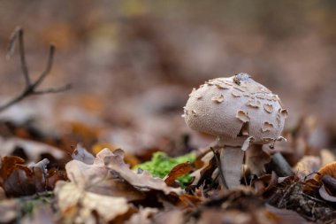 Makro uçurtma büyüyor, makro büyük uçurtma sonbaharda büyüyor, doğal ortamda uçurtma mantarı büyüyor.