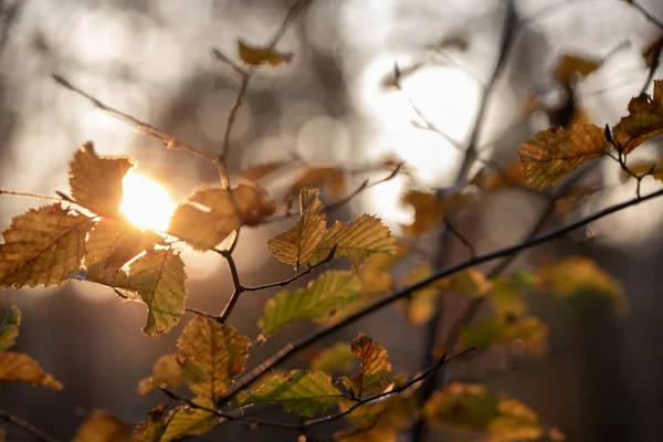 Hintergrund Des Herbstwaldes Als Hintergrund Oder Textur Verwendet Herbstblatt — Stockfoto