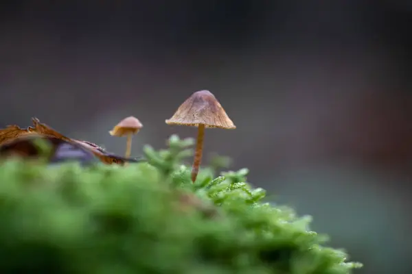 Pilze Wald Pilze Makro Wald Pilze Auf Dem Waldboden Makrolandschaftspilze — Stockfoto