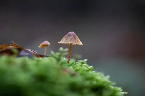 Cogumelo Floresta Cogumelos Macro Floresta Cogumelo Chão Floresta Cogumelos Macro — Fotografia de Stock