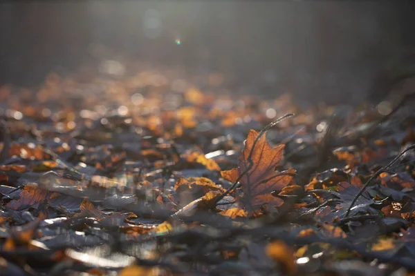 background of autumn forest, used as a background or texture, autumn leaf