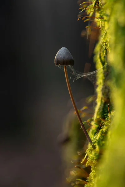 Houby Lese Houby Makro Lese Houby Lesním Dně Makro Krajina — Stock fotografie