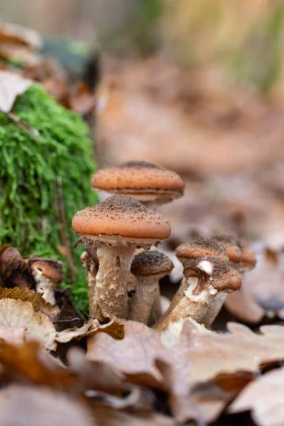 Setas Bosque Setas Macro Bosque Setas Suelo Del Bosque Setas — Foto de Stock