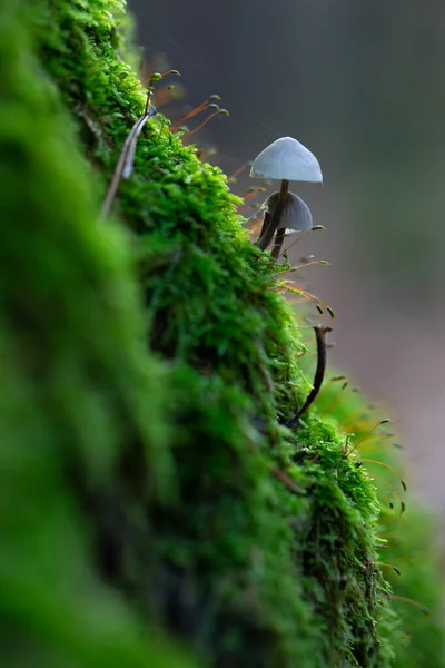 森林中的蘑菇 森林中的蘑菇 森林地面上的蘑菇 森林背景上的宏观景观蘑菇 — 图库照片