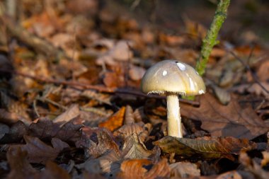 Sonbahar ormanlarının arka planı, arka plan ya da doku olarak kullanılır, sonbahar yaprağı