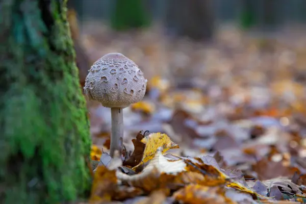 Macro Cometa Creciente Macro Cometa Grande Creciendo Otoño Cometa Hongo — Foto de Stock