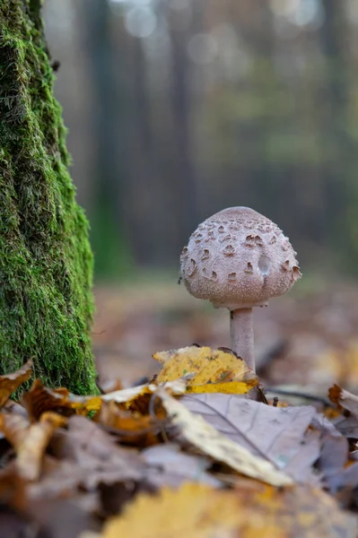 Macro Kite Growing Macro Large Kite Growing Autumn Kite Mushroom — Stock Photo, Image