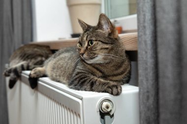 Sıcak bir radyatörde dinlenen bir kaplan.