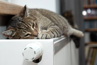 Sıcak bir radyatörde dinlenen bir kaplan.