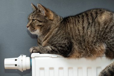 Sıcak bir radyatörde dinlenen bir kaplan.