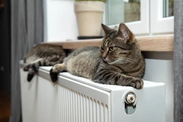 호랑이 고양이가 라디에이터에서 휴식을 취하고 — 스톡 사진