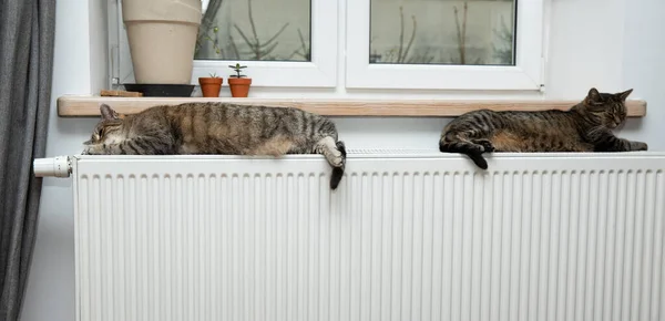 Eine Tigerkatze Entspannt Sich Auf Einem Warmen Heizkörper — Stockfoto