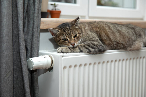 Тигр (тэбби) кот расслабляется на теплом радиаторе