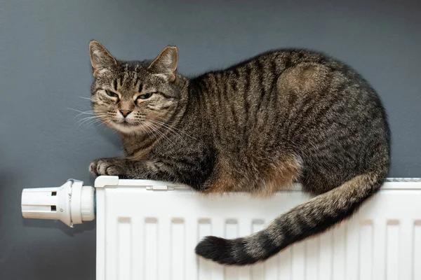 Eine Tigerkatze Entspannt Sich Auf Einem Warmen Heizkörper — Stockfoto