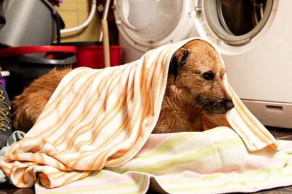 Divertido Retrato Perro Duchándose Con Champú Perro Tomando Una Ducha — Foto de Stock