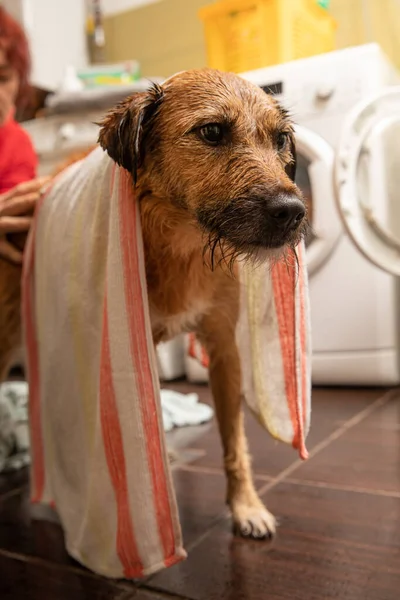 シャンプーでシャワー犬の面白い肖像画 シャンプーと水でシャワーを浴びている犬 — ストック写真