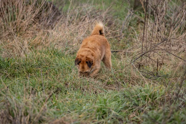 terrier dog dig a hole in the ground, dog digs in the ground