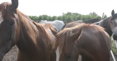 Yeşil çimenlikteki Arap at sürüsü