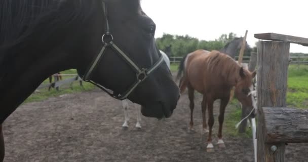 Arabische Paardenkudde Groen Grasveld — Stockvideo