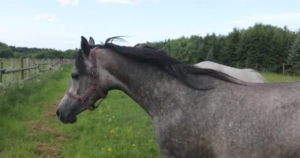 Stado Koni Arabskich Zielonym Trawniku — Wideo stockowe