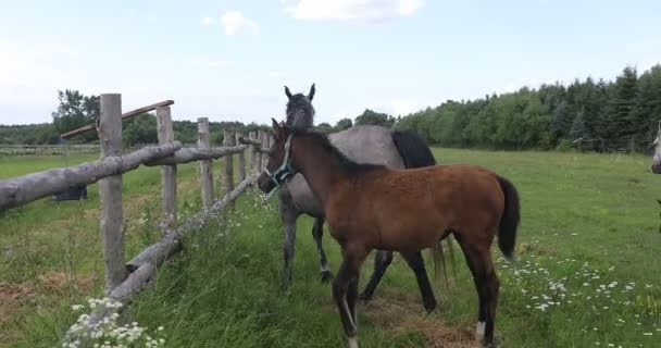 Portret Uroczych Koni Zielonej Łące Piękny Koń Rodzinny Pastwisku Ranczu — Wideo stockowe
