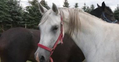 Yeşil çayırdaki şirin atların portresi. Çiftlikteki çayırda güzel bir aile atı.