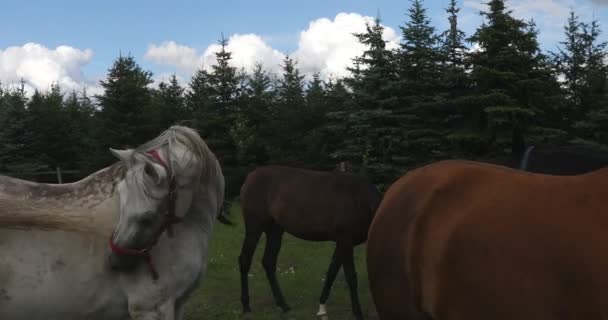 Porträt Von Niedlichen Pferden Auf Der Grünen Wiese Schönes Familienpferd — Stockvideo