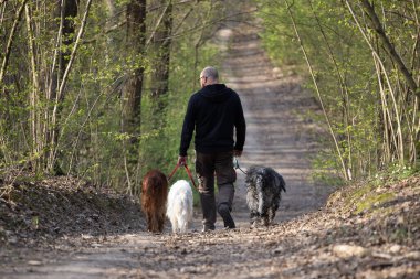 Tasmalı ve sahibi olan köpekler yürüyüşe çıkmaya hazır. Sahibi köpeklerle birlikte ormanda yürüyor..