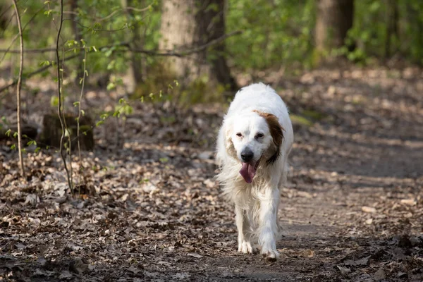 疲れを見て犬を設定し 犬の森の中のパスに沿って歩いている歩いている — ストック写真