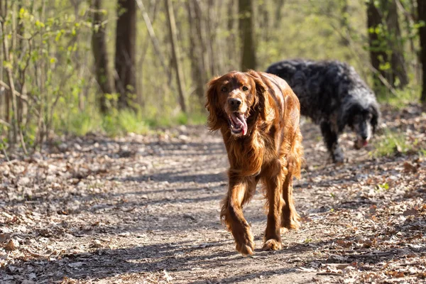 疲れを見て犬を設定し 犬の森の中のパスに沿って歩いている歩いている — ストック写真