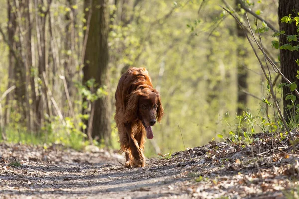Setter Pes Vypadá Unaveně Procházející Pes Kráčí Stezce Lese — Stock fotografie