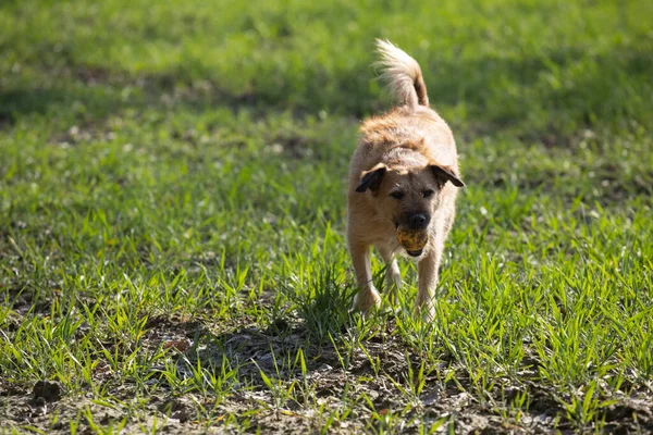 Happy Dog Fogott Labda Játék Terrier Kutya Játszik Labda — Stock Fotó