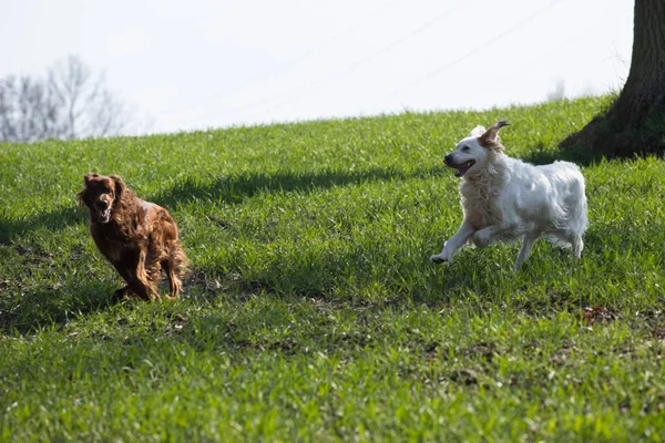 Σκύλος Τρέχει Στο Λιβάδι Setter Δράση — Φωτογραφία Αρχείου